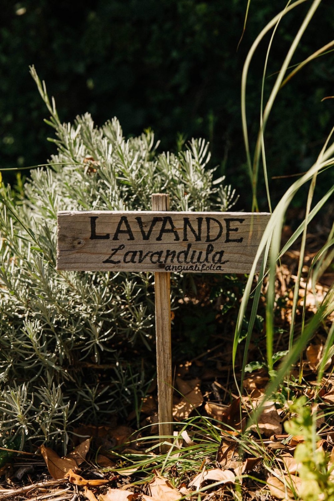 Pancarte bois 'Lavandula angustifolia' dans le jardin de Rosmarino