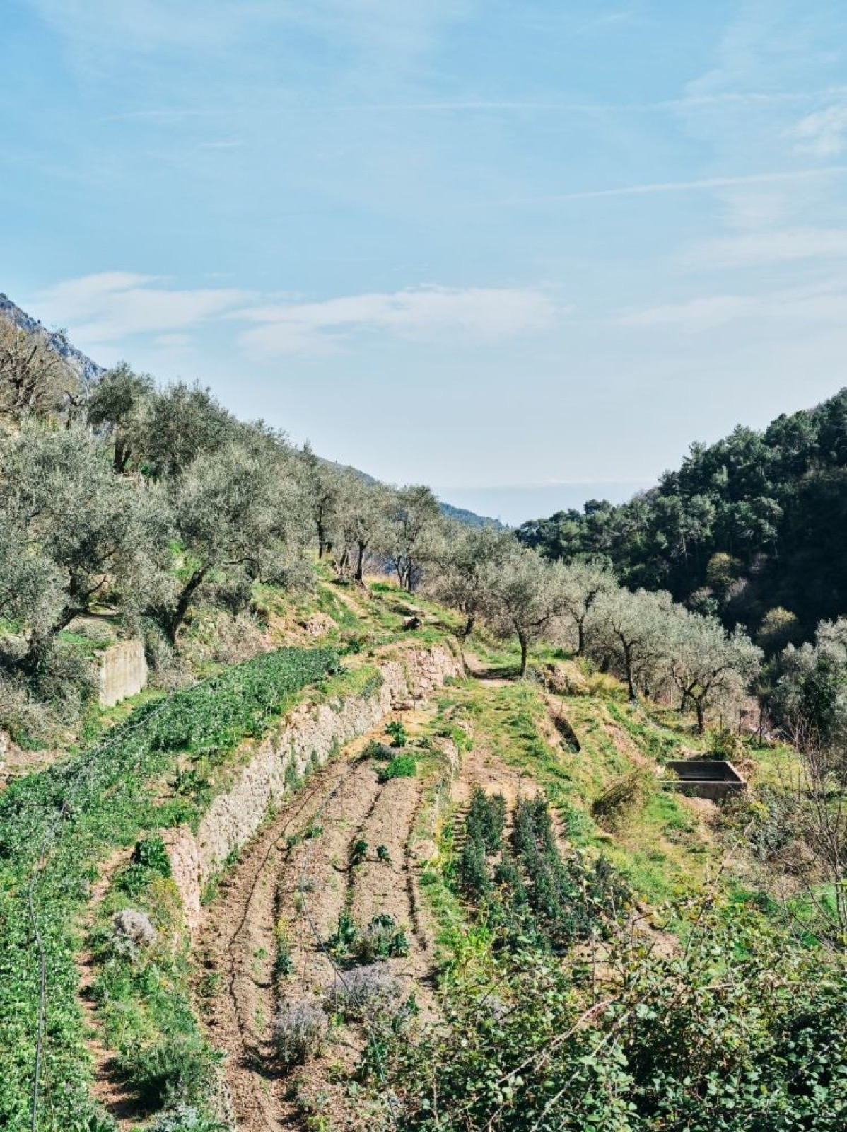 Feuillages verts en terrasses de Castillon — univers Feuille