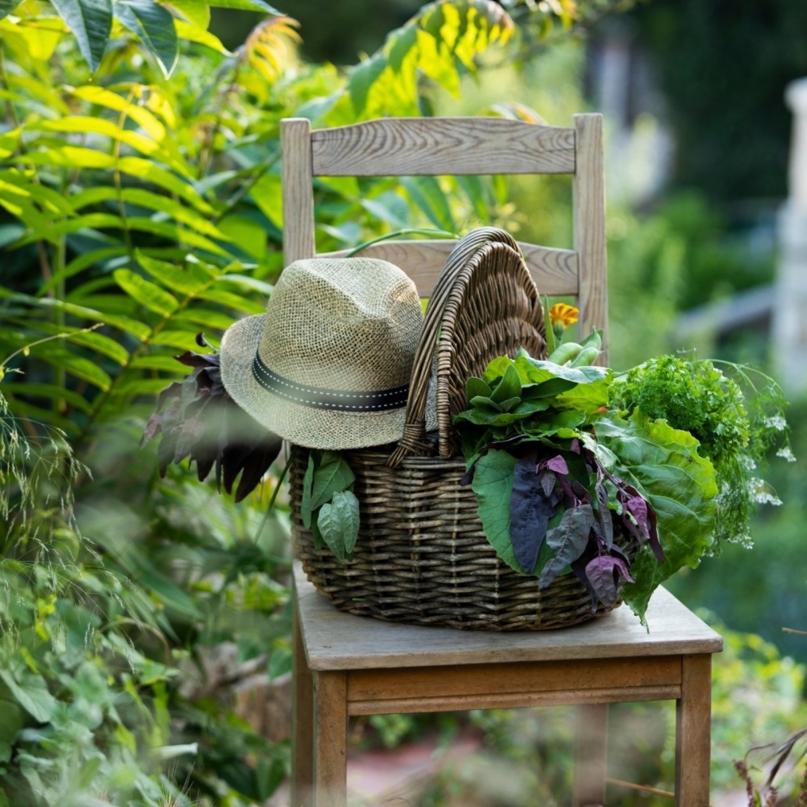 Panier d'osier débordant de citrons de Menton, kumquats et fruits du jardin — univers Fruit