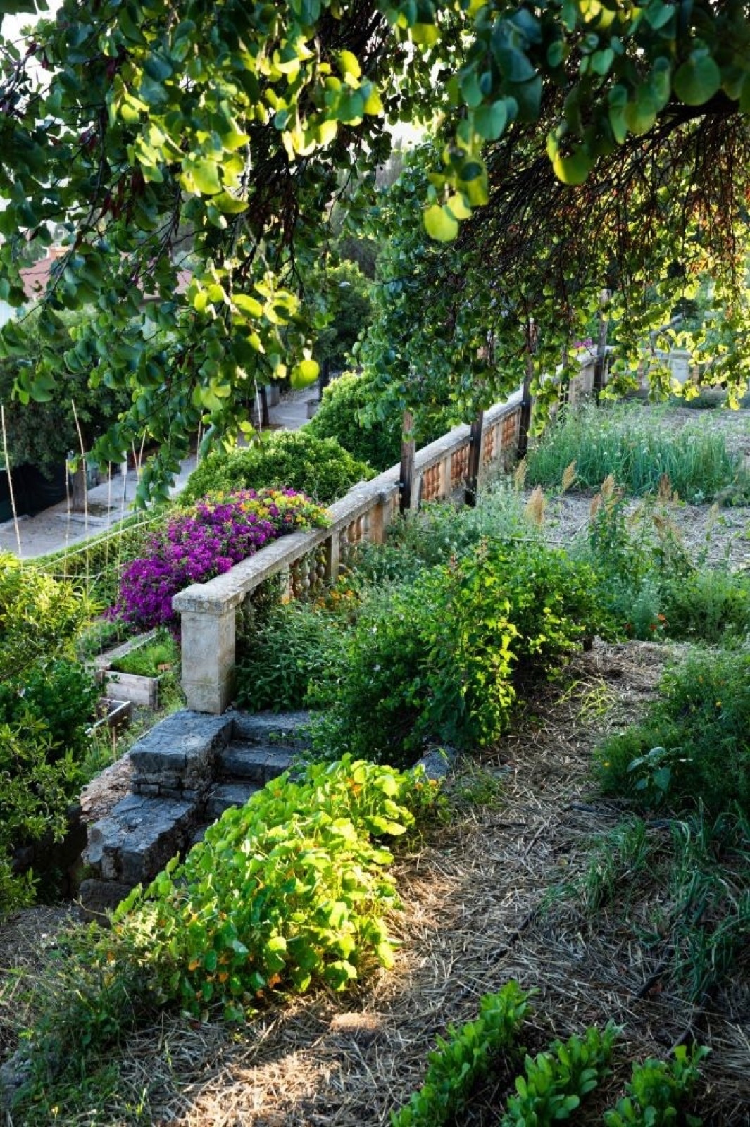 Terrasse oliviers, mur en pierre sèche, treille bois, plate-bande herbes basilic et lavande